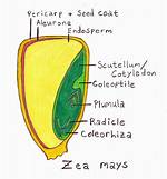 Does Maize Have Cotyledons?