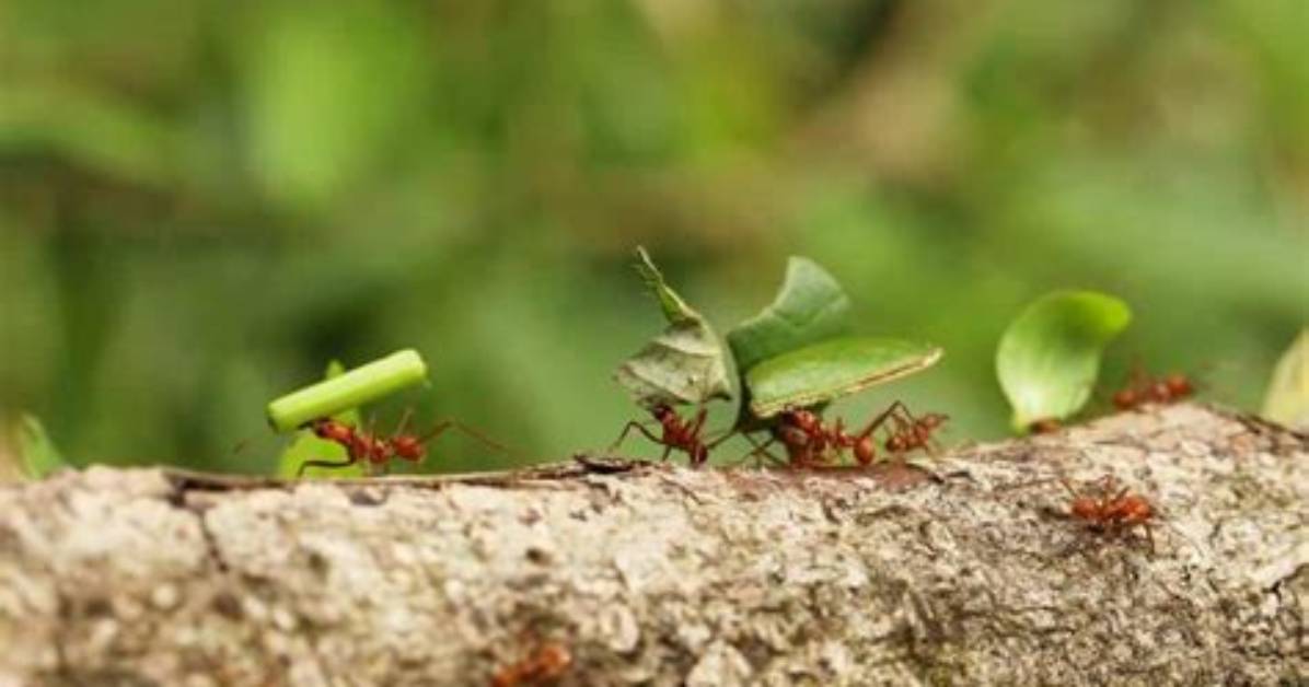 Does Malathion Kill Ants?