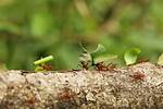Does Malathion Kill Ants?
