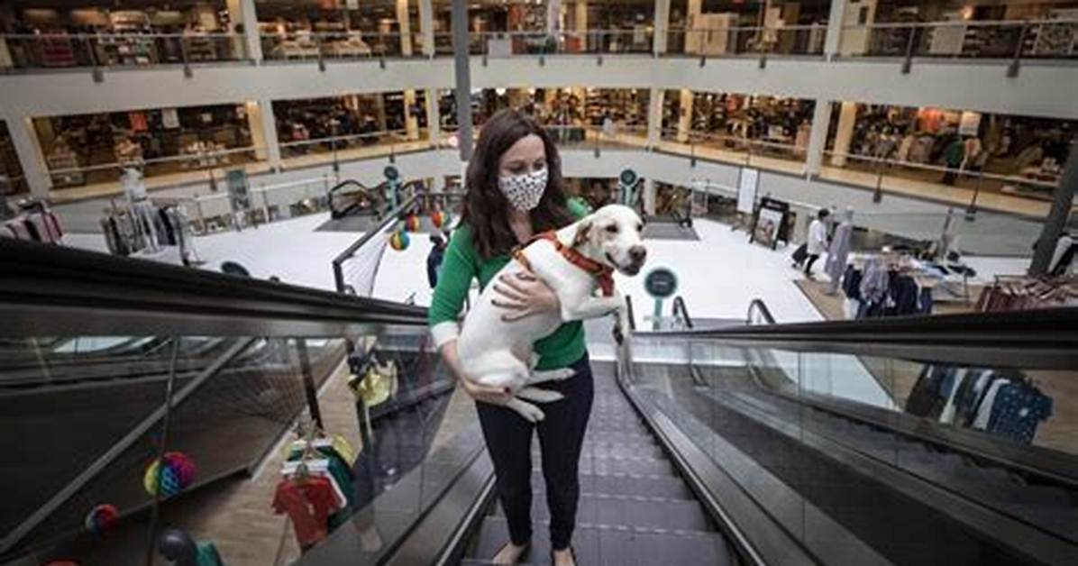 Does Mall Allow Dogs?
