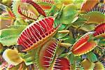 Does Man Eating Plants Exist?