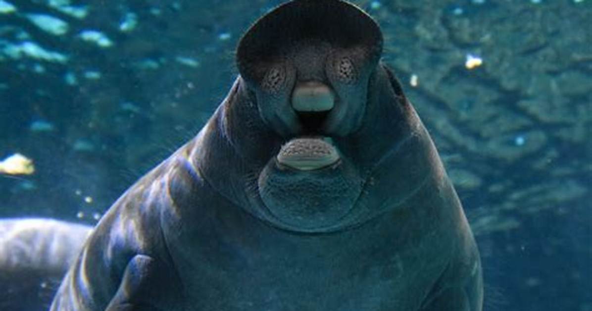 Does Manatees Have Teeth?