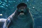 Does Manatees Have Teeth?