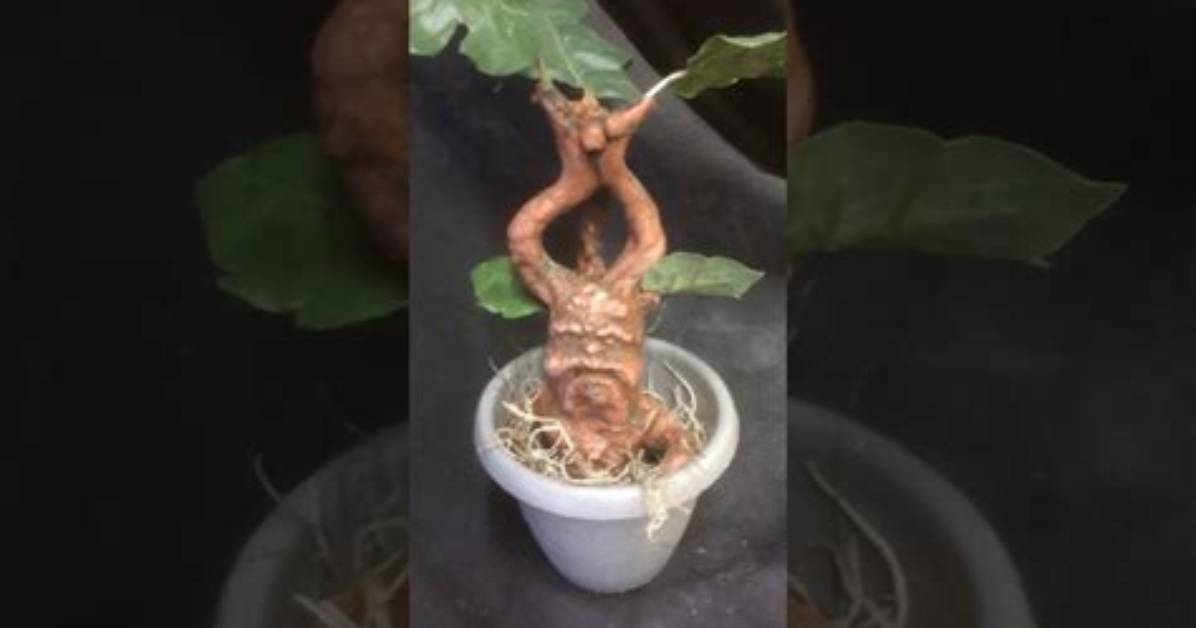 Does Mandrake Root Scream?