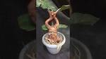 Does Mandrake Root Scream?