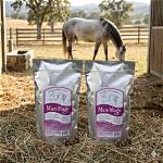 Does Mare Magic Work on Geldings?