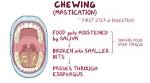Does Masticate Mean Chew?
