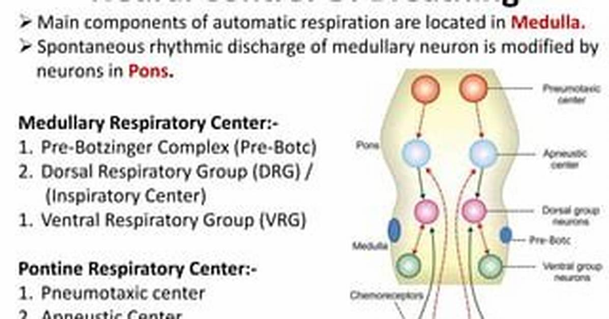 Does Medulla Control Breathing?