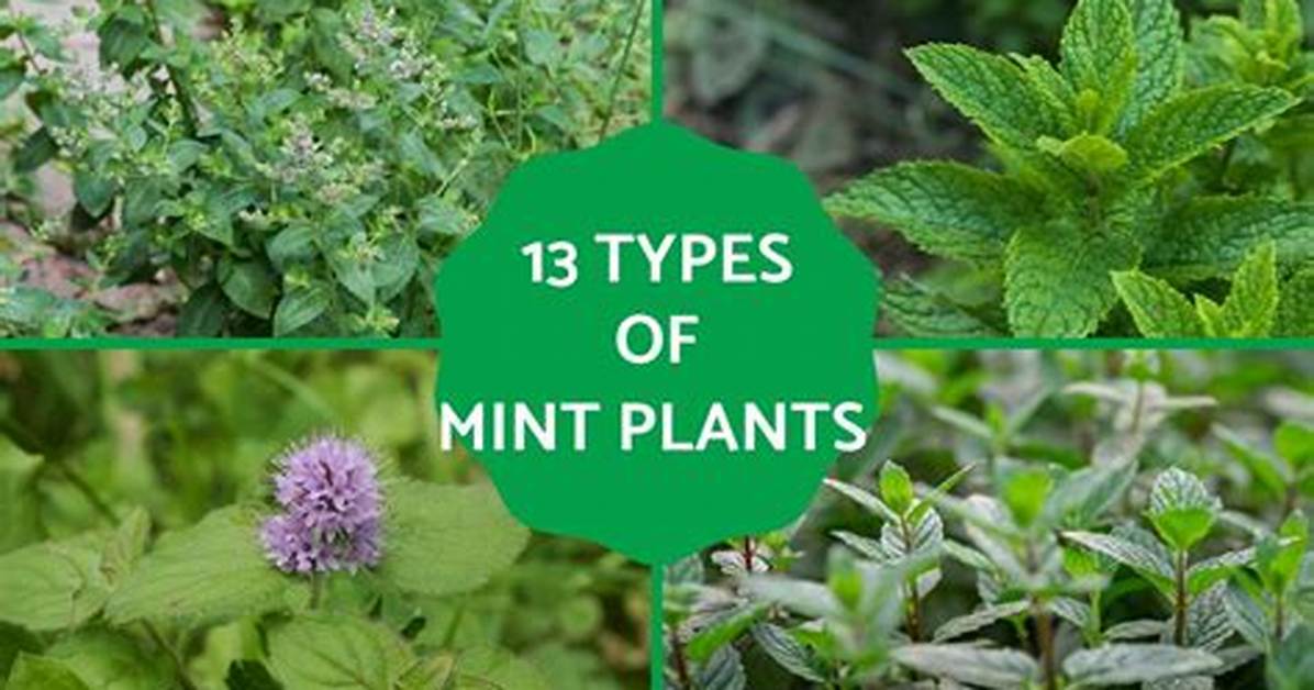 Does Menta Mean Mint?