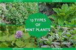 Does Menta Mean Mint?