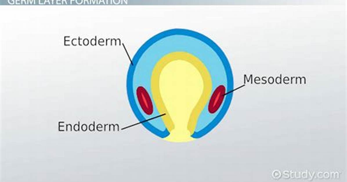 Does Mesoderm Form Skin?