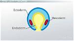 Does Mesoderm Form Skin?