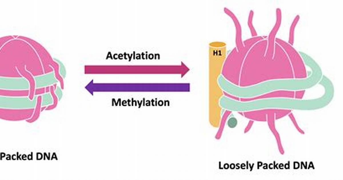 Does Methylation Cause Acetylation?