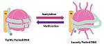 Does Methylation Cause Acetylation?