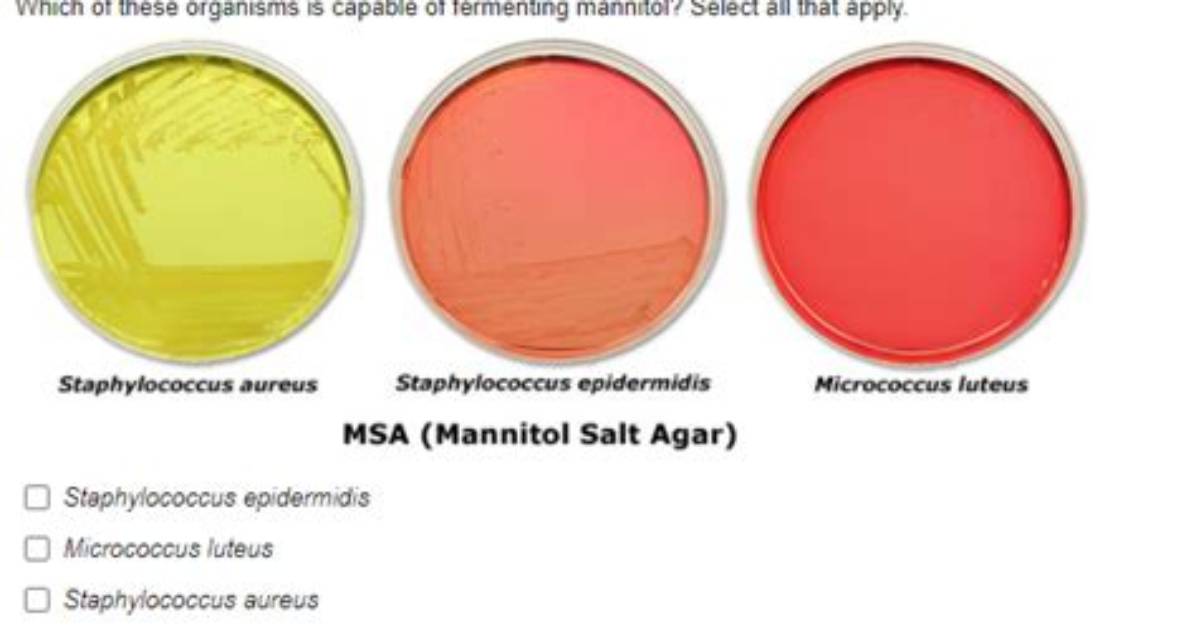 Does Micrococcus Luteus Ferment Mannitol?