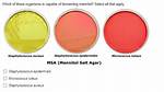 Does Micrococcus Luteus Ferment Mannitol?