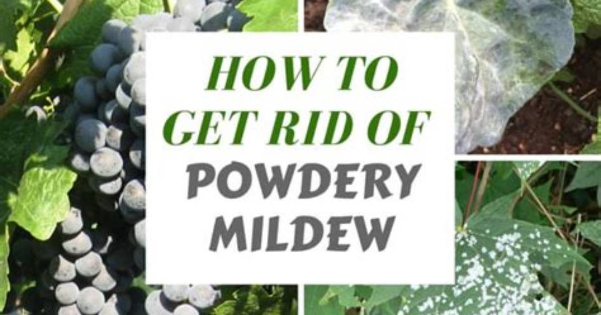 Does Milk Kill Powdery Mildew?