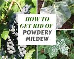 Does Milk Kill Powdery Mildew?