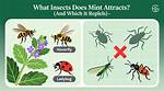 Does Mint Attract Any Bugs