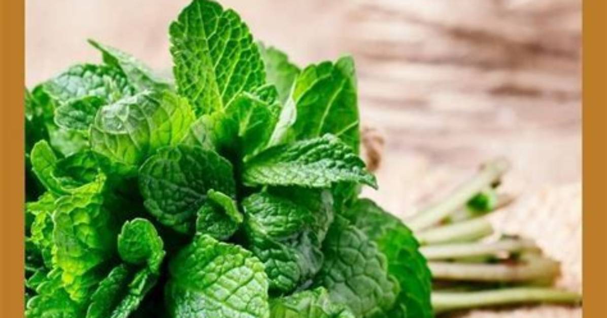 Does Mint Attract Flies?