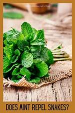 Does Mint Attract Flies?