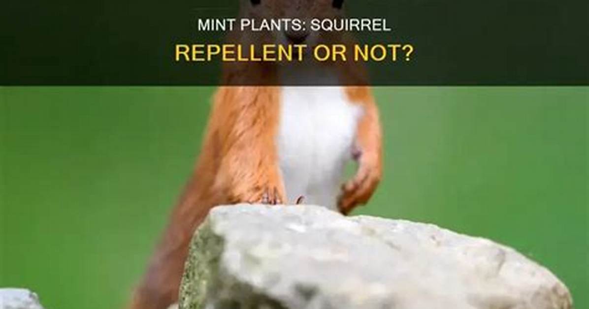 Does Mint Repel Ground Squirrels?