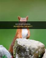 Does Mint Repel Ground Squirrels?