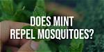 Does Mint Repel Mosquitoes?
