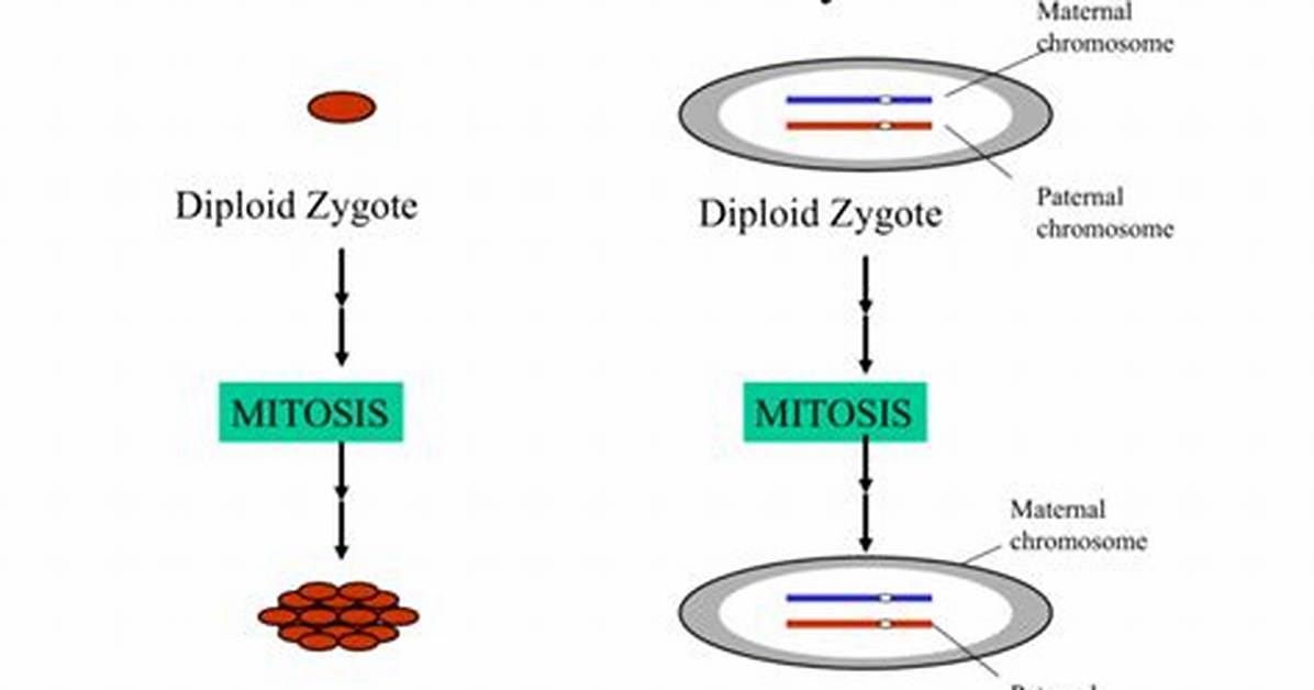 Does Mitosis Create Somatic Cells?