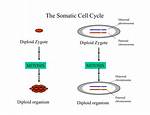 Does Mitosis Create Somatic Cells?