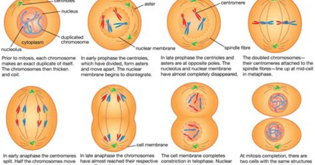 Does Mitosis Make Somatic Cells?