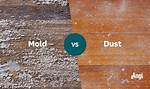 Does Mold Cause Dust