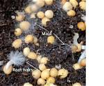 Does Mold Have Roots