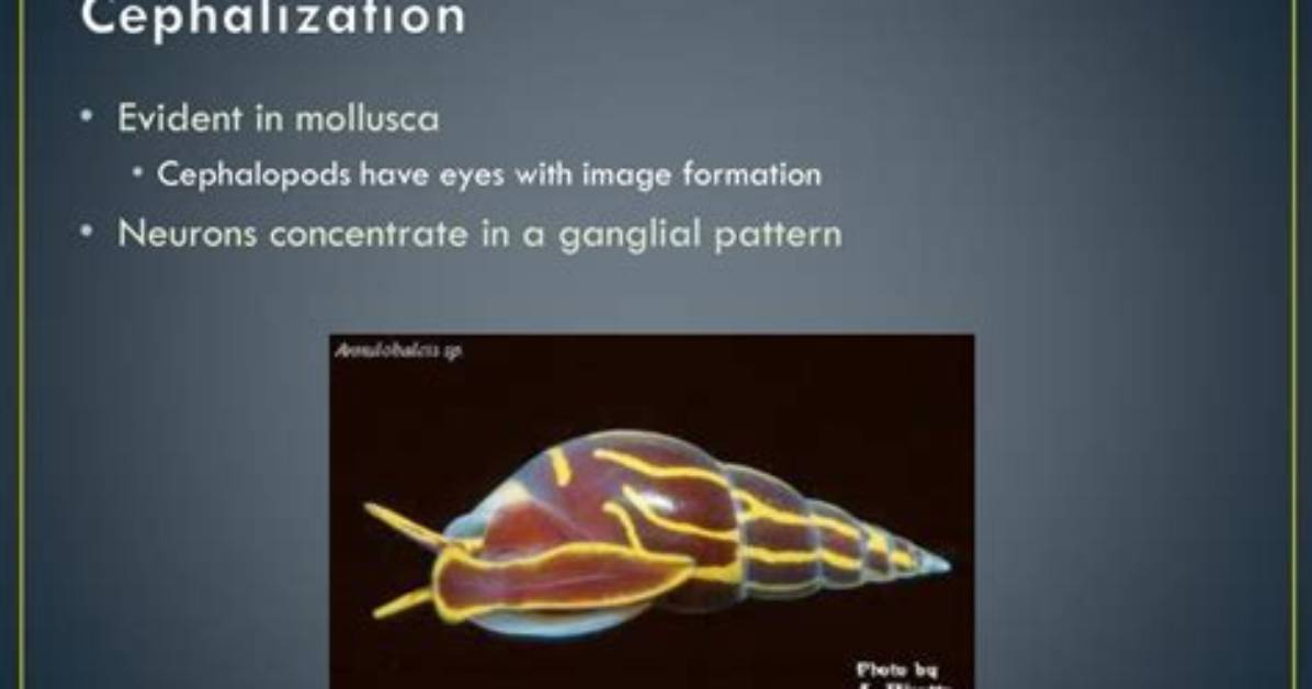 Does Mollusca Have Cephalization?