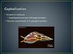 Does Mollusca Have Cephalization?
