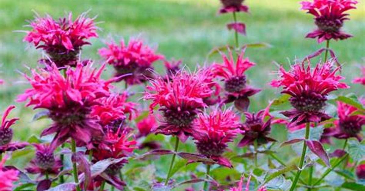 Does Monarda Need Full Sun?