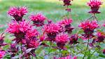 Does Monarda Need Full Sun?