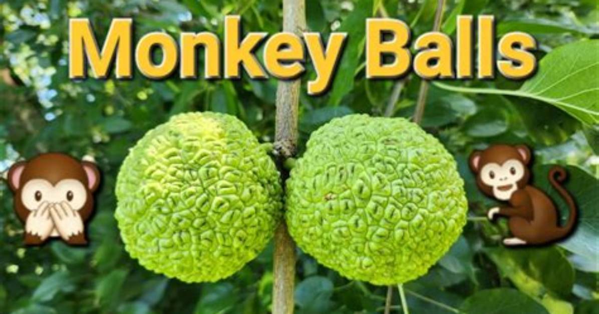 Does Monkey Balls Keep Spiders Away?