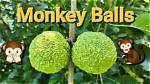 Does Monkey Balls Keep Spiders Away?