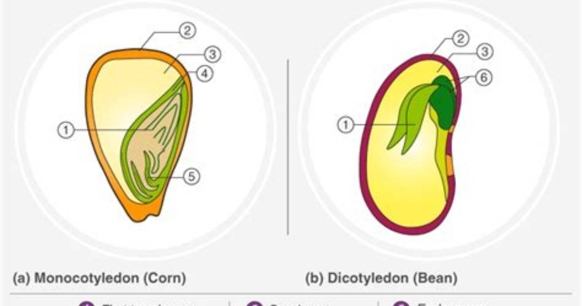 Does Monocots Have Cotyledons?