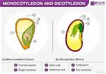 Does Monocots Have Cotyledons?