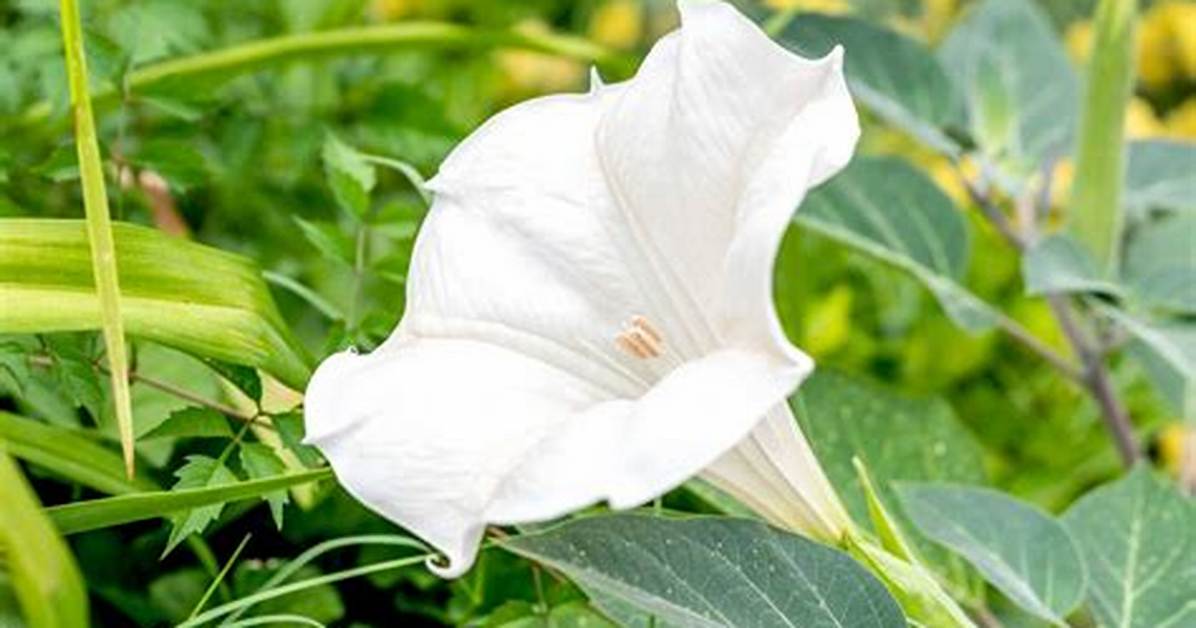 Does Moonflower Come Back?