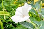 Does Moonflower Come Back?