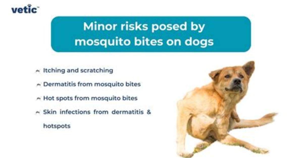 Does Mosquitoes Bite Dogs?