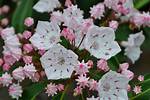 Does Mountain Laurel Smell