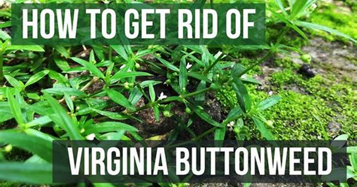 Does Msma Kill Virginia Buttonweed?