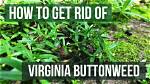 Does Msma Kill Virginia Buttonweed?