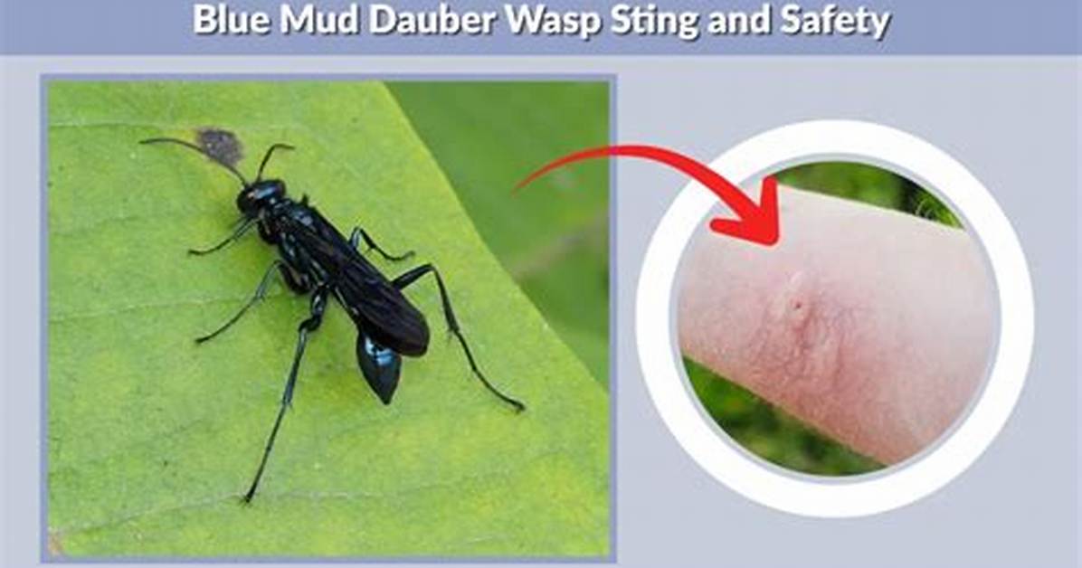 Does Mud Daubers Sting?
