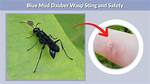 Does Mud Daubers Sting?