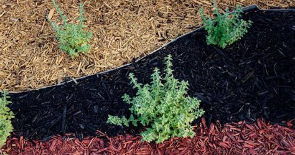 Does Mulch Keep Ticks Away